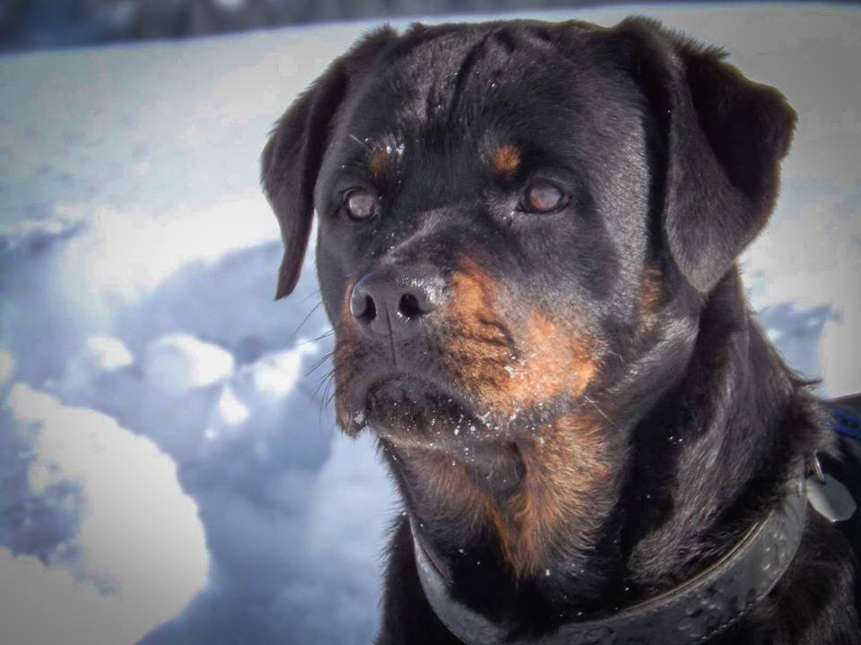 Phänotypmerkmale beim Rottweiler