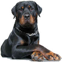 Rottweiler die Rasse