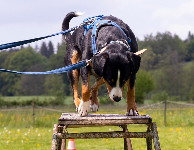 Tag des Hundes 2023